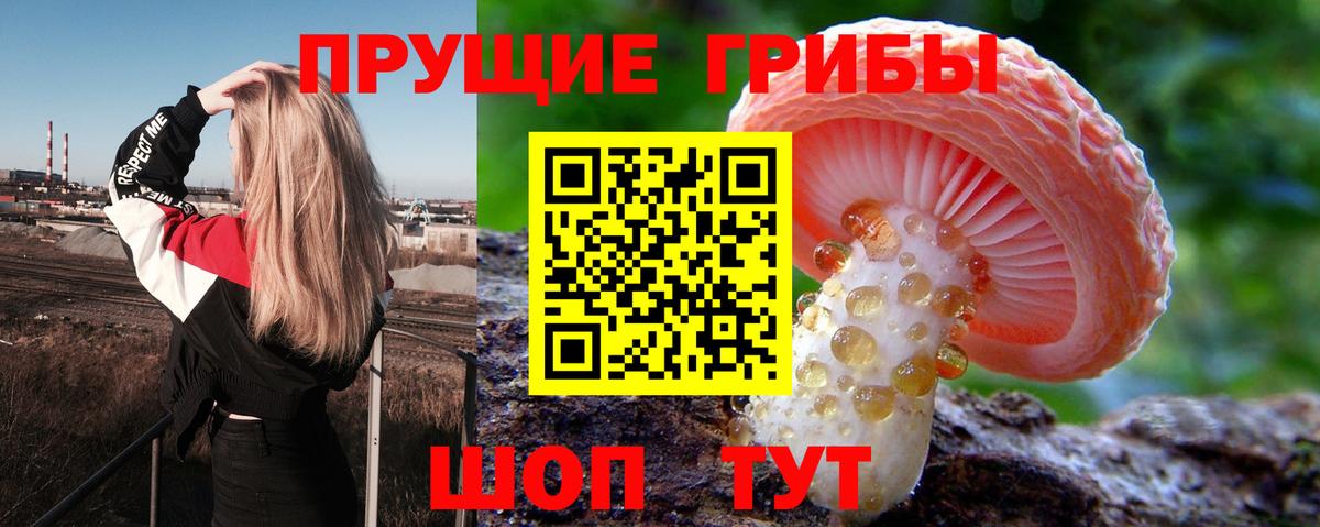 Псилоцибиновые грибы Psilocybe Курчалой